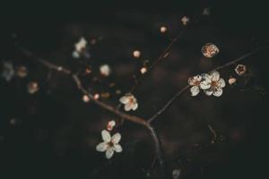 Primavera maçã árvore com branco delicado pequeno flores dentro a caloroso Sol foto