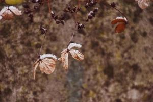 uma murcha delicado flor dentro a jardim em uma frio gelado dia durante queda branco neve foto