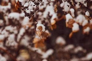 uma murcha delicado flor dentro a jardim em uma frio gelado dia durante queda branco neve foto