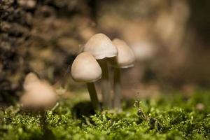 outono cogumelos crescendo dentro a europeu floresta foto