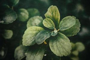 verde verão arbusto com pingos de chuva em a folhas dentro fechar-se foto