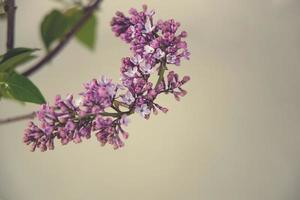 Primavera galho do florescendo roxa lilás com verde folhas foto