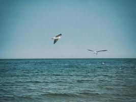 verão feriado panorama com azul mar água e céu e uma vôo gaivota em uma caloroso dia foto