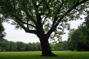 árvore e Relva dentro parque foto