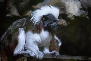 Preto e branco top de algodão mico macaco sentado em uma árvore foto