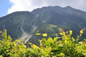 montanhas e verde plantar em primeiro plano - Alpes dentro Áustria foto