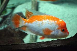 amphilophus citrinellus - branco e laranja peixe foto