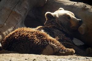 Castanho Urso deitado em uma terra e em repouso foto