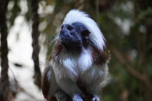 Preto e branco top de algodão mico macaco sentado em uma árvore foto