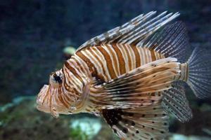 laranja, Castanho e branco venenoso coral recife peixe foto