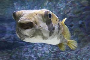 Preto e branco fugu peixe foto