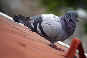 Pombo em pé em uma cobertura com desfocado fundo foto