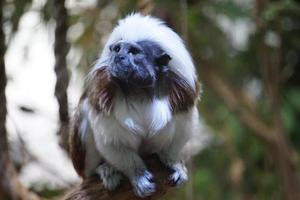 Preto e branco top de algodão mico macaco sentado em uma árvore foto