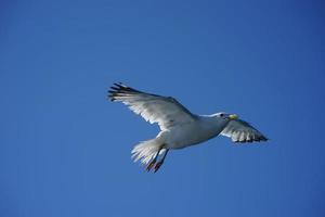 gaivota no fundo do céu azul. foto