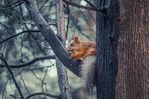 esquilo vermelho em uma árvore segurando uma porca. foto