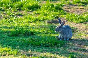 coelhos fofos pastando no gramado foto