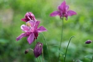 uma delicada flor de aquilegia no fundo da grama borrada foto