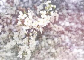 florescendo árvore frutífera em um fundo de bokeh branco bonito. foto