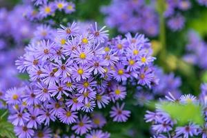 flores symphyotrichum novi-belgii cor roxa foto