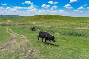 jovem touro negro sobre um fundo de campo verde. foto