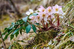 grupo do Heléborus Níger dentro a floresta foto