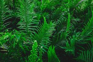 jardim de samambaias e fundo de árvore de samambaia foto