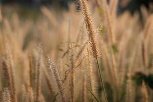 campo de flores de grama poaceae e fundo de poaceae foto