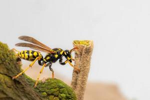 vista lateral de uma vespa do campo rastejante na margem da folha foto