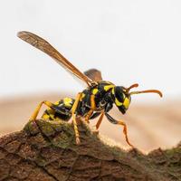 retrato de uma vespa do campo rastejando sobre uma folha foto