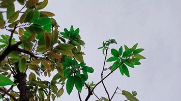 verde folhas do uma manga árvore foto