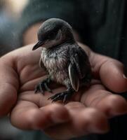 pinguim bebê ser mantido dentro dele mãe mão generativo ai foto