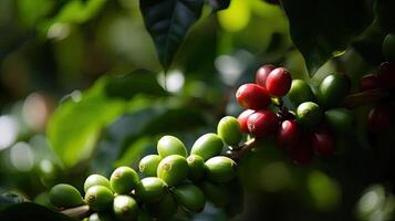 café árvore com vermelho café feijões em café plantação. generativo ai foto