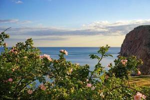 a roseira selvagem com flores rosa e folhas verdes foto