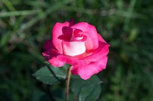 botão lindo rosa rosa contra o verde escuro foto