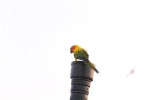 adorável lindo laranja amarelo verde papagaio Sol conure pássaros empoleirar-se em Câmera lente com azul Claro céu fundo foto