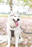 feliz siberian rouco cachorro face fechar acima em a campo e Rosa tecoma , Rosa trompete árvore , tailandês cereja Flor sakura rua dentro Primavera com azul céu foto