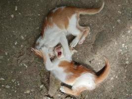 dois gatinhos jogando ao ar livre foto