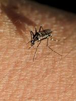 fechar-se do uma mosquito sucção humano sangue foto