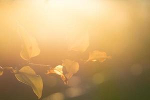 um ramo da planta trepadeira contra uma forte luz de fundo foto