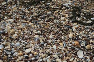 fundo com pequenas conchas do mar de azov e algas secas foto