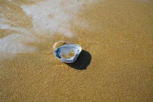 fundo natural com uma concha na areia foto