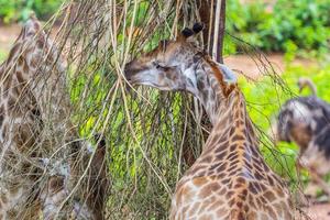 girafa comendo a partir de uma linguiça árvore foto