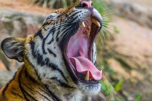 dentes e língua real Bengala tigre foto