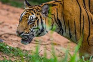 real Bengala tigre Vejo a alvo foto