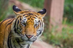 cabeça do real Bengala tigre dentro a jardim zoológico foto