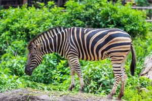 zebra entre comendo foto