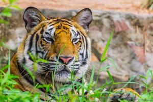 cabeça e face real Bengala tigre dentro a jardim zoológico foto