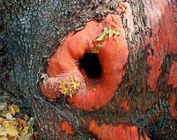 buraco do tronco - a base de uma grande árvore madrone - rec. do estado de casey. site - mcleod, ou foto