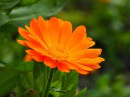 close up de uma flor de calêndula de calêndula laranja