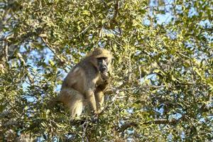 babuíno selvagem comendo frutas em uma árvore - áfrica do sul foto